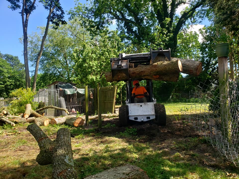 Tree removal service