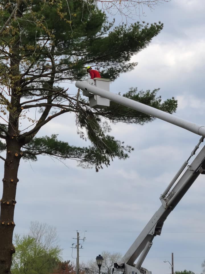Crane-assisted tree removal