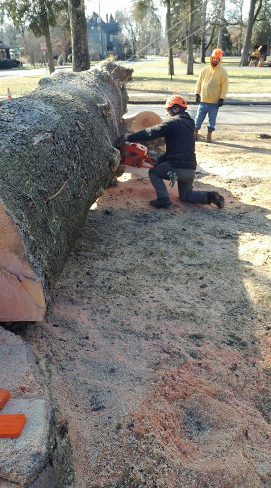 Big tree removal