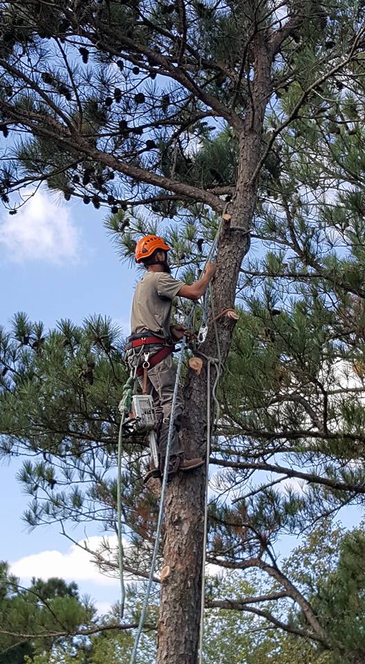 Tree trimming