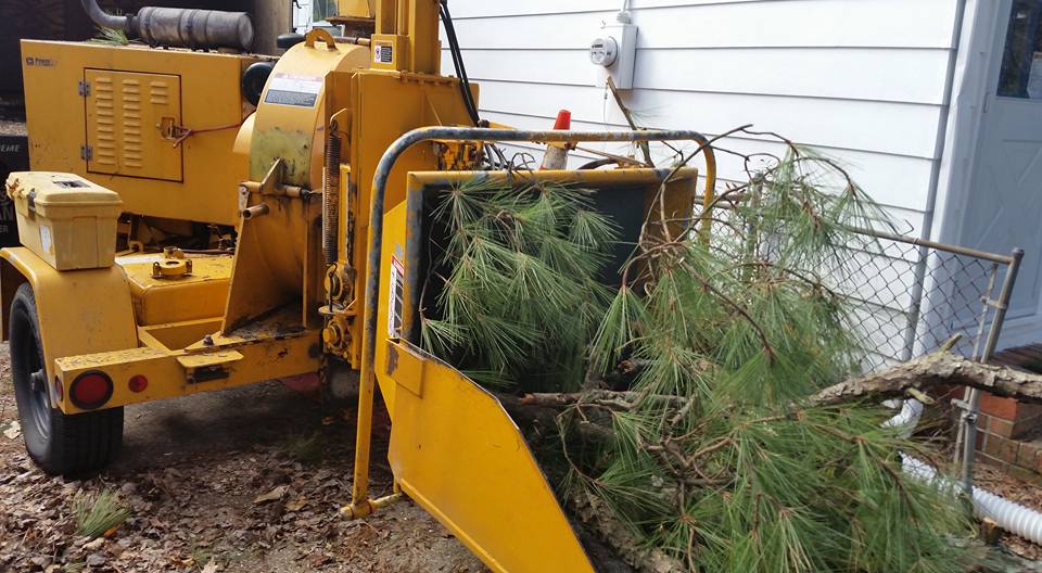 Tree removal service