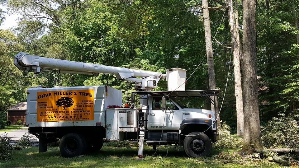 Crane-assisted tree removal