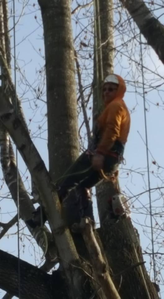 Tree trimming