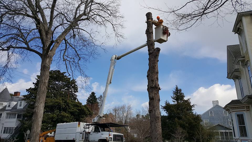 Tree removal