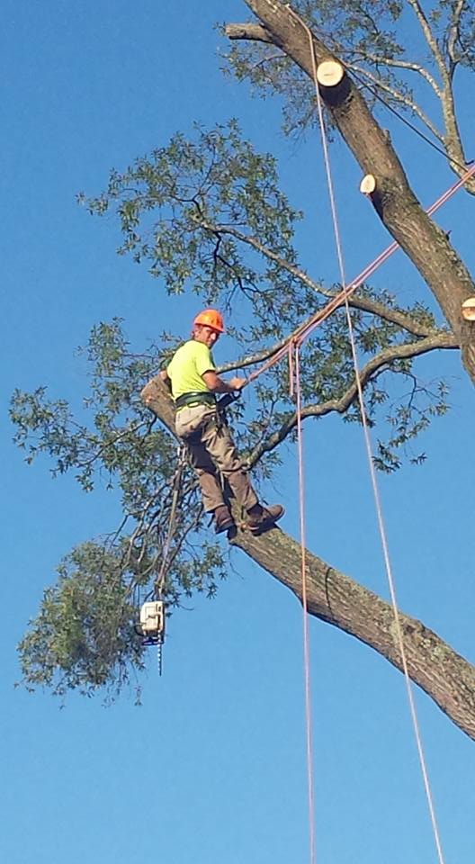 Tree trimming