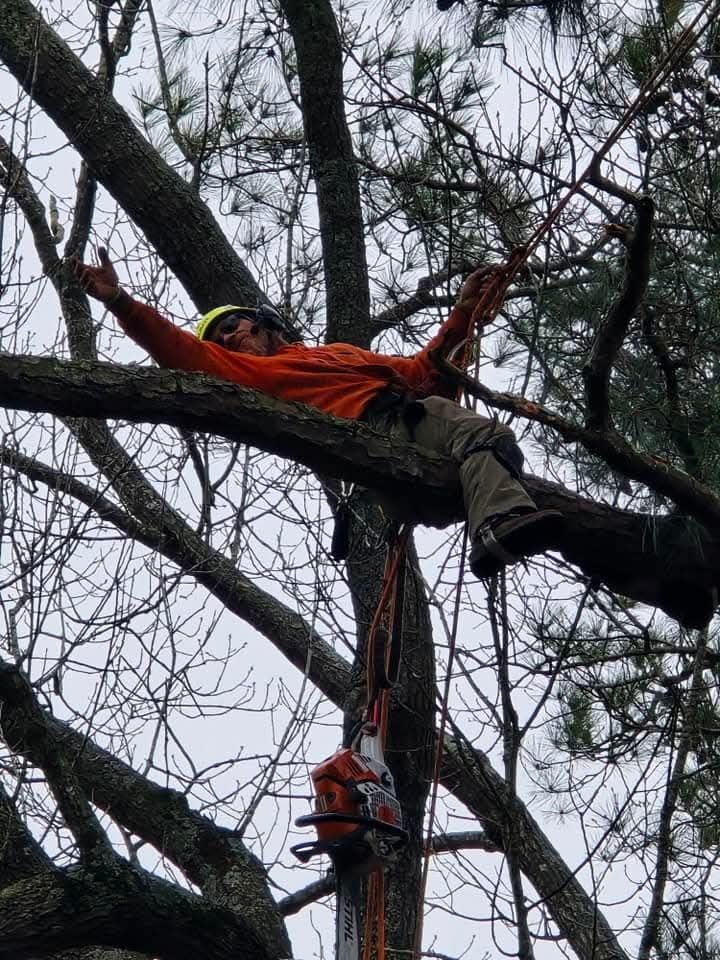 A man is laying on a tree branch with a chainsaw.