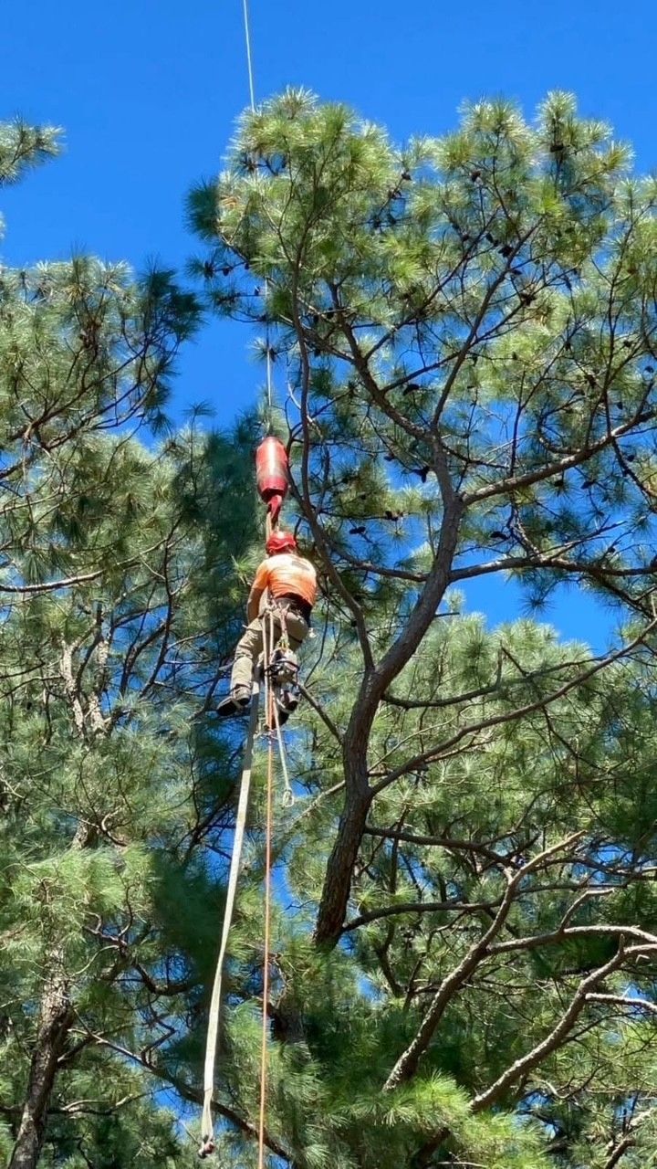 A man is climbing a tree with a crane attached to it.