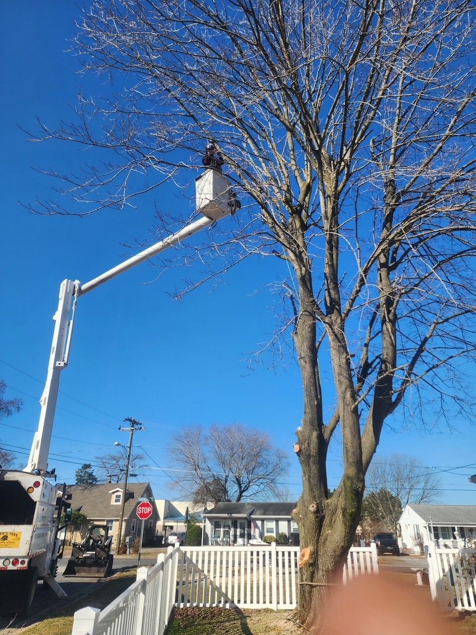 A man in a bucket truck is cutting a tree.