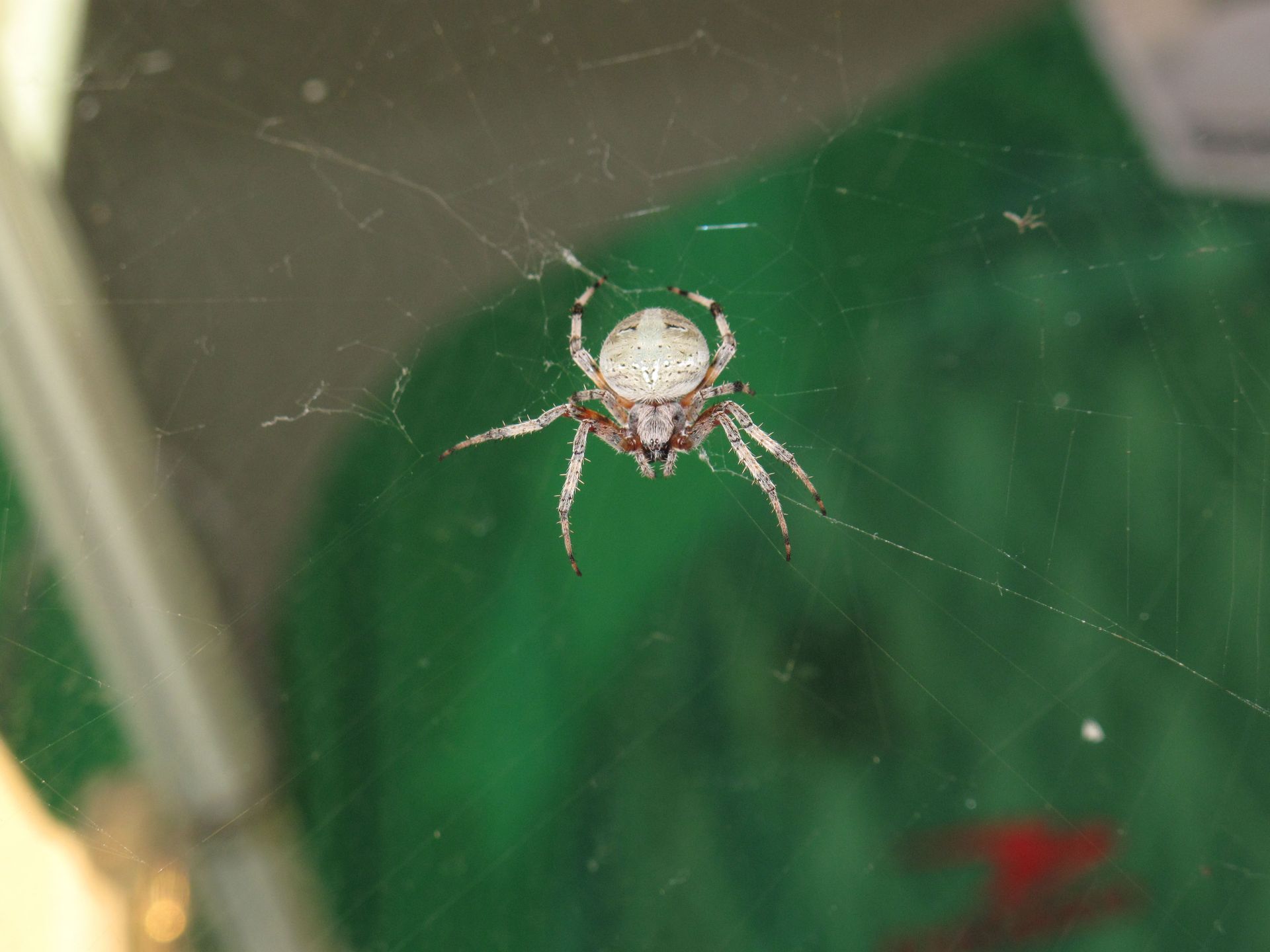 Spider in web, white and brown body with white legs, against a green and white background.