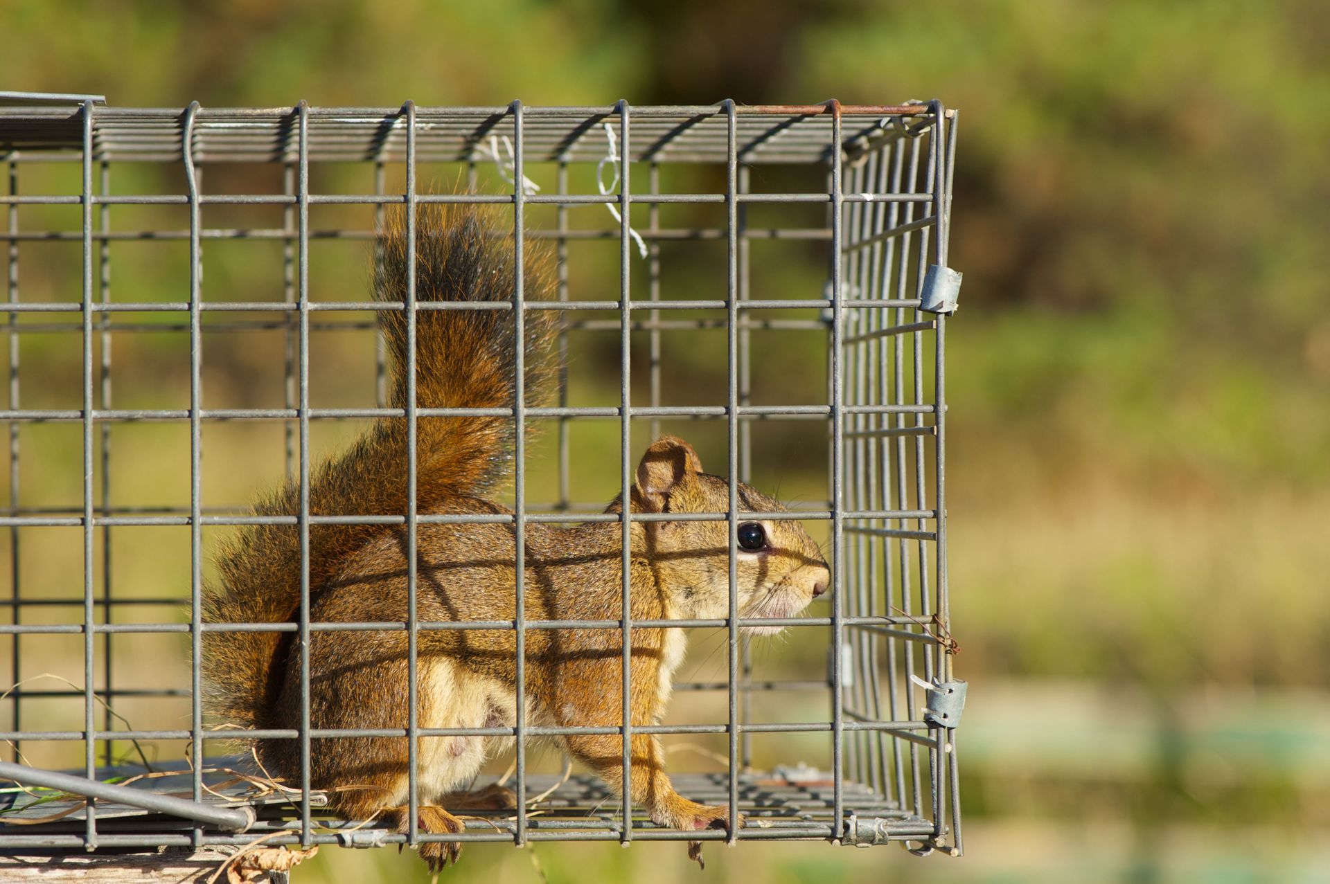 Squirrel trapped in a metal cage outdoors.