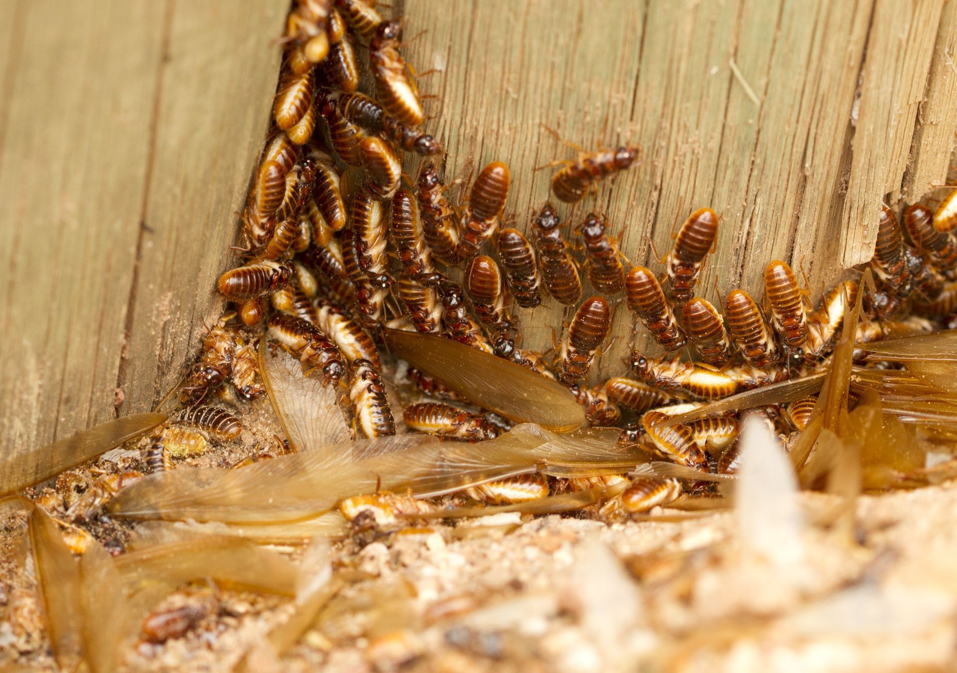 Termite mud tubes on a home foundation