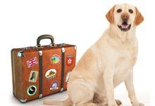 Dog with a traveling suitcase