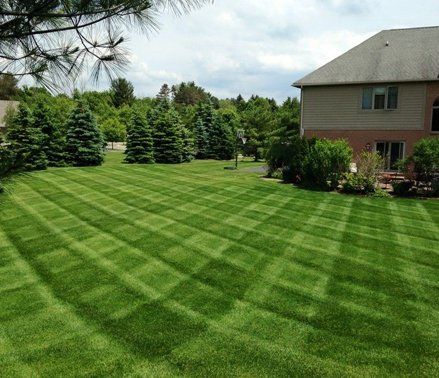 Mowed lawn