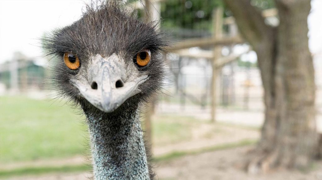 A close-up of an ostrich looking at the camera.