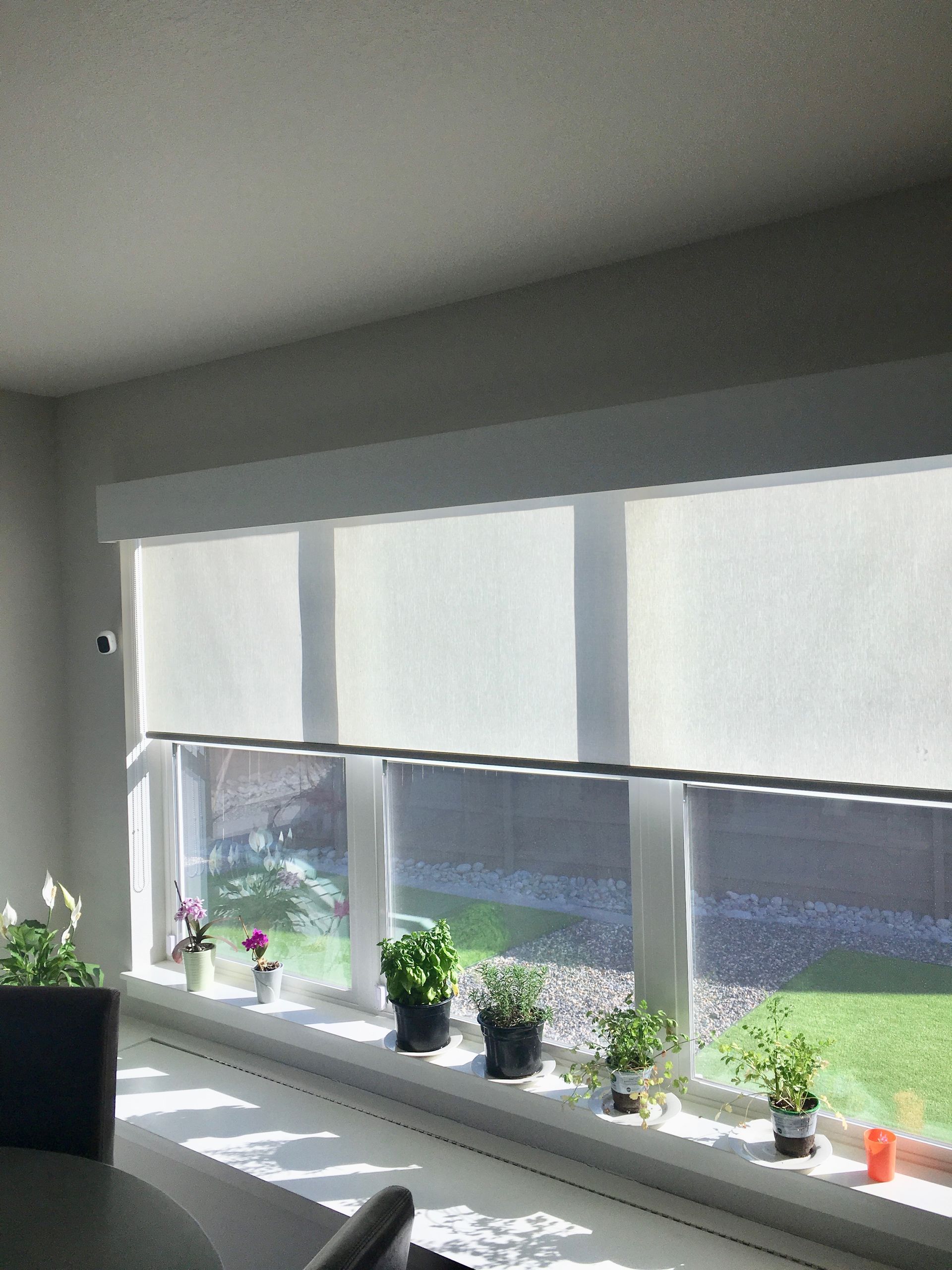 white light-filtering roller shades installed over large window with indoor plants in Colorado Springs