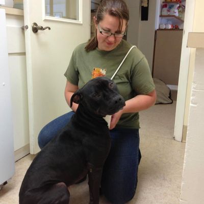 About Gem Crest Kennels Boise Id Pet Grooming