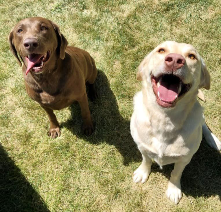 Happy dogs