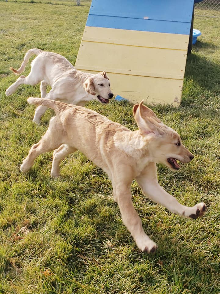 Dogs playing