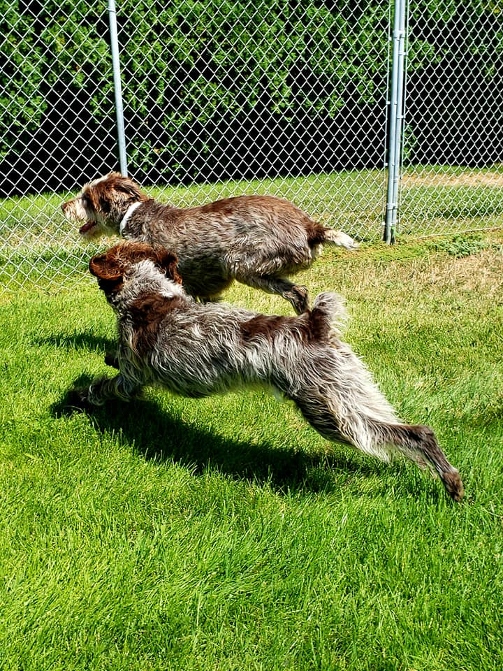 Dogs playing
