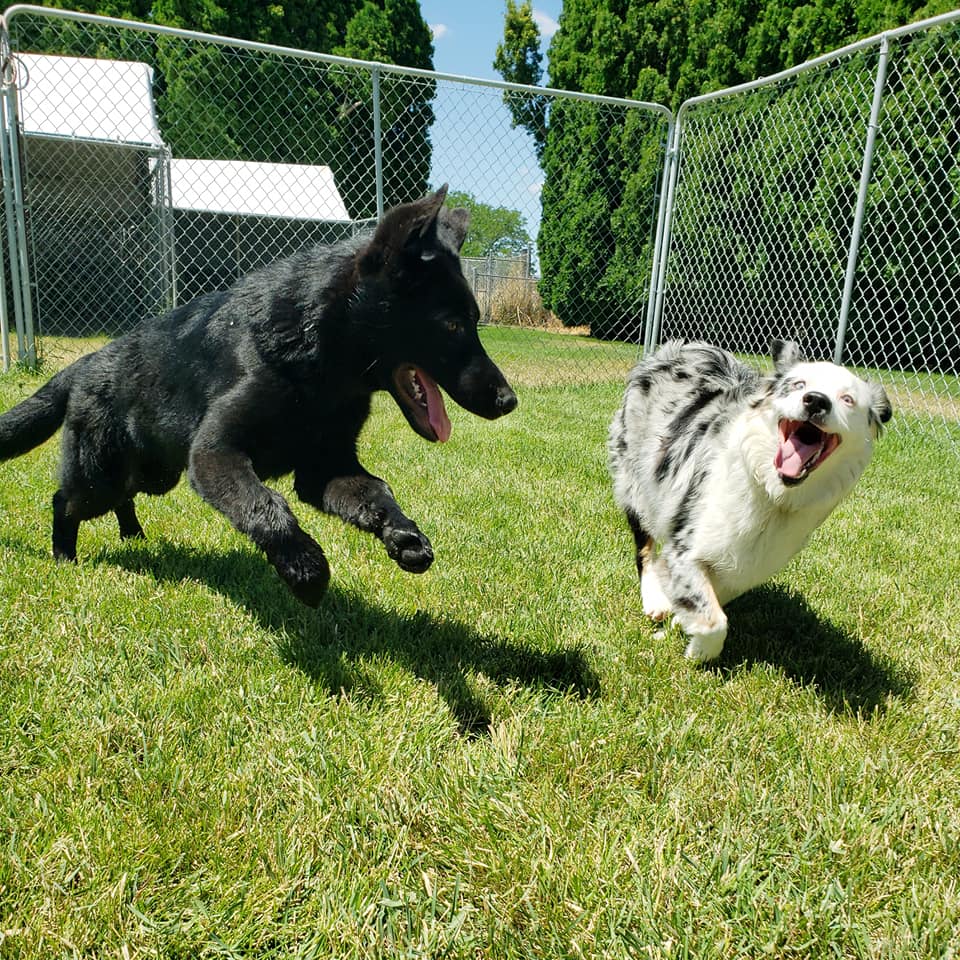 Dogs playing