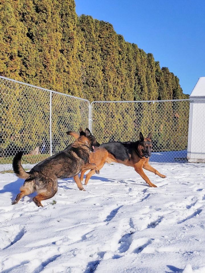 Dogs playing