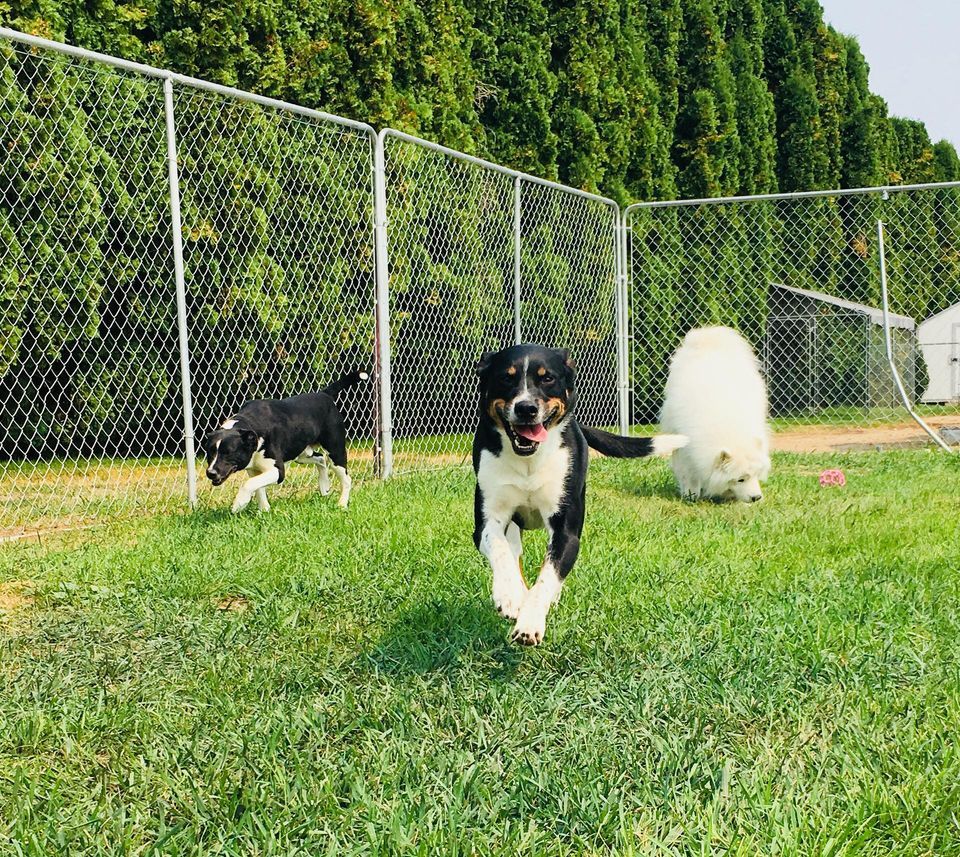 Gem Crest Kennels Photo Gallery Boise, ID