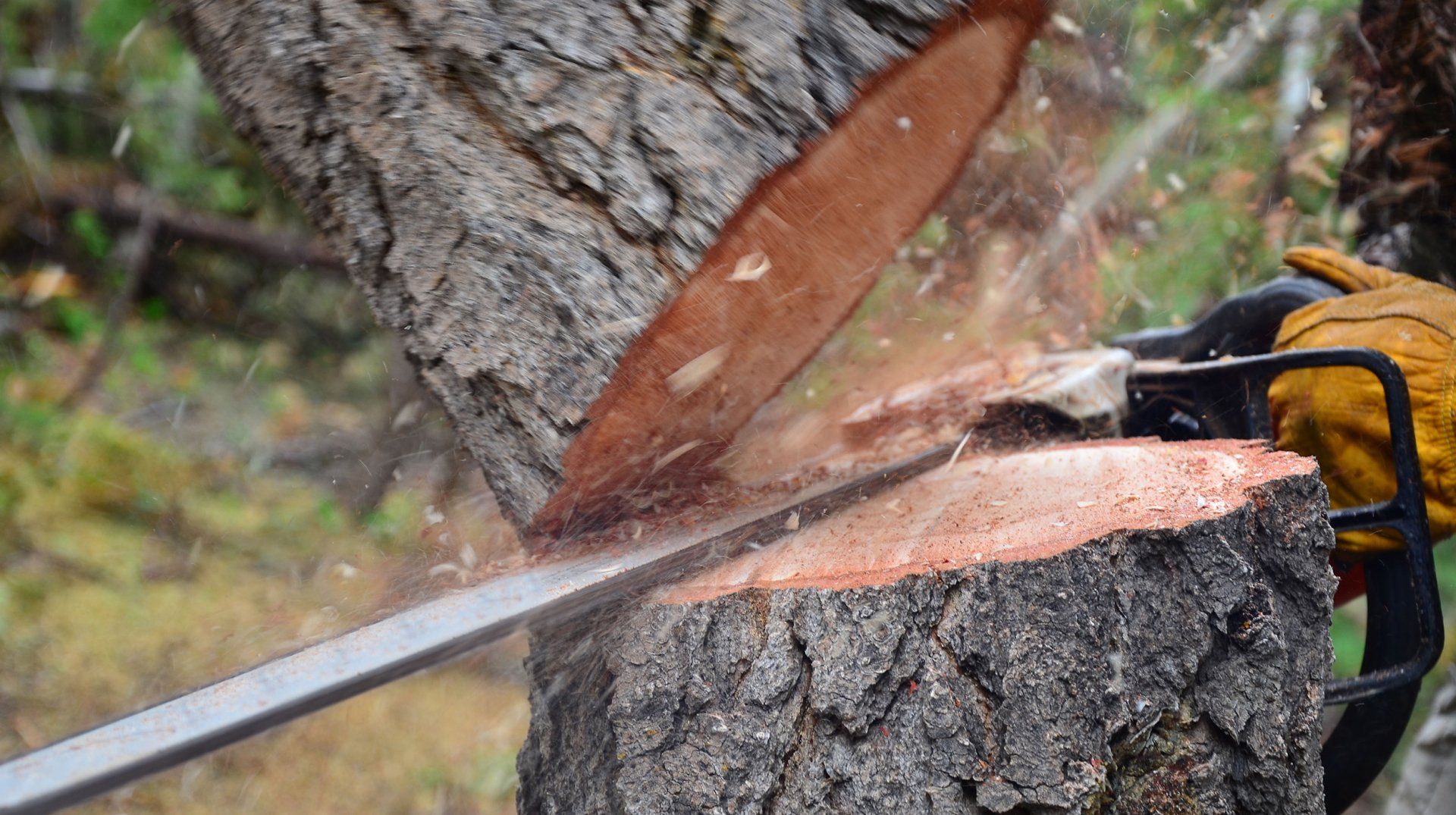 tree removal service lake city fl
