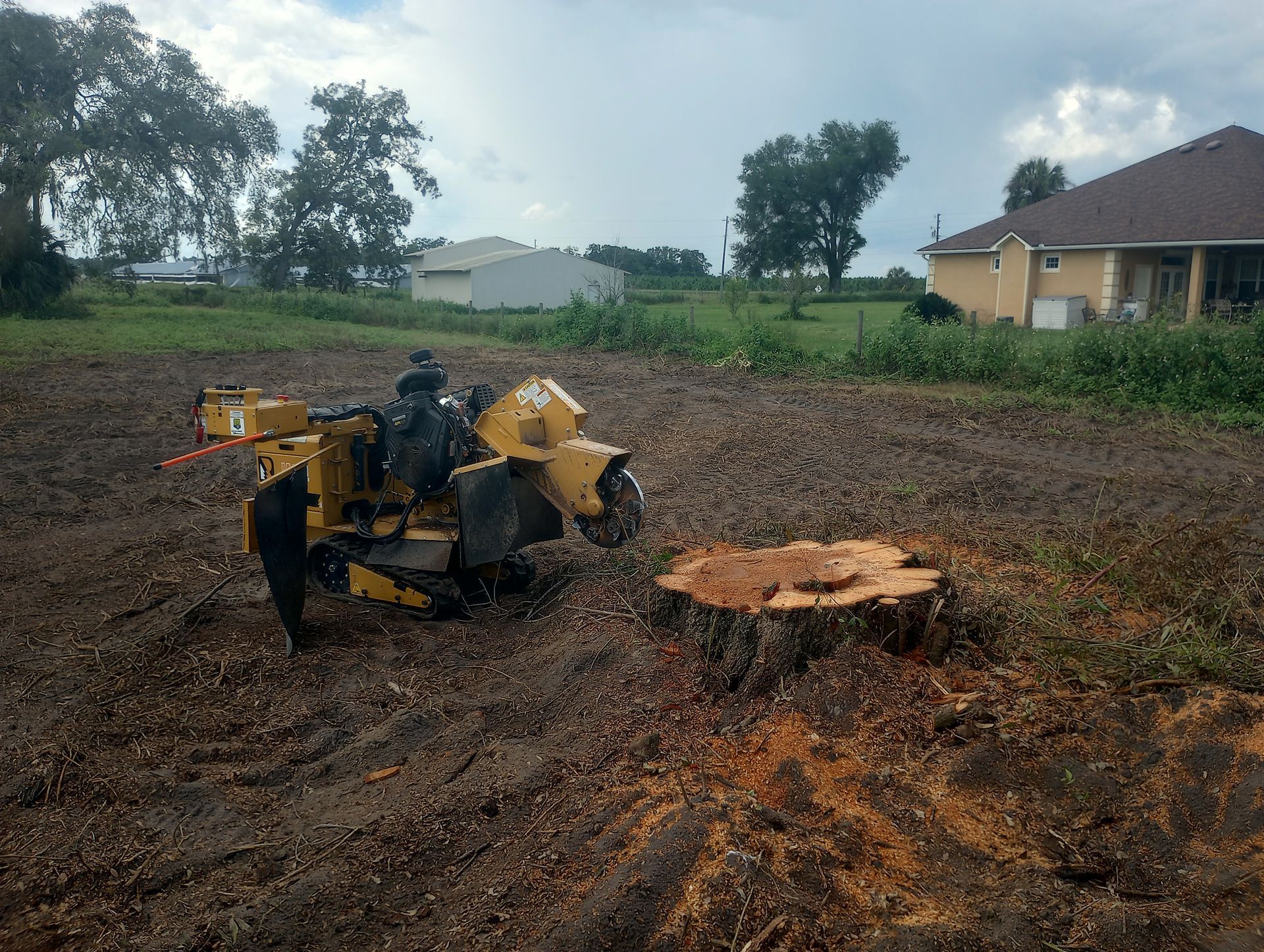 A yellow stump grinder working on a tree stump in a field. Brown mulch, houses, and cloudy sky in background.
