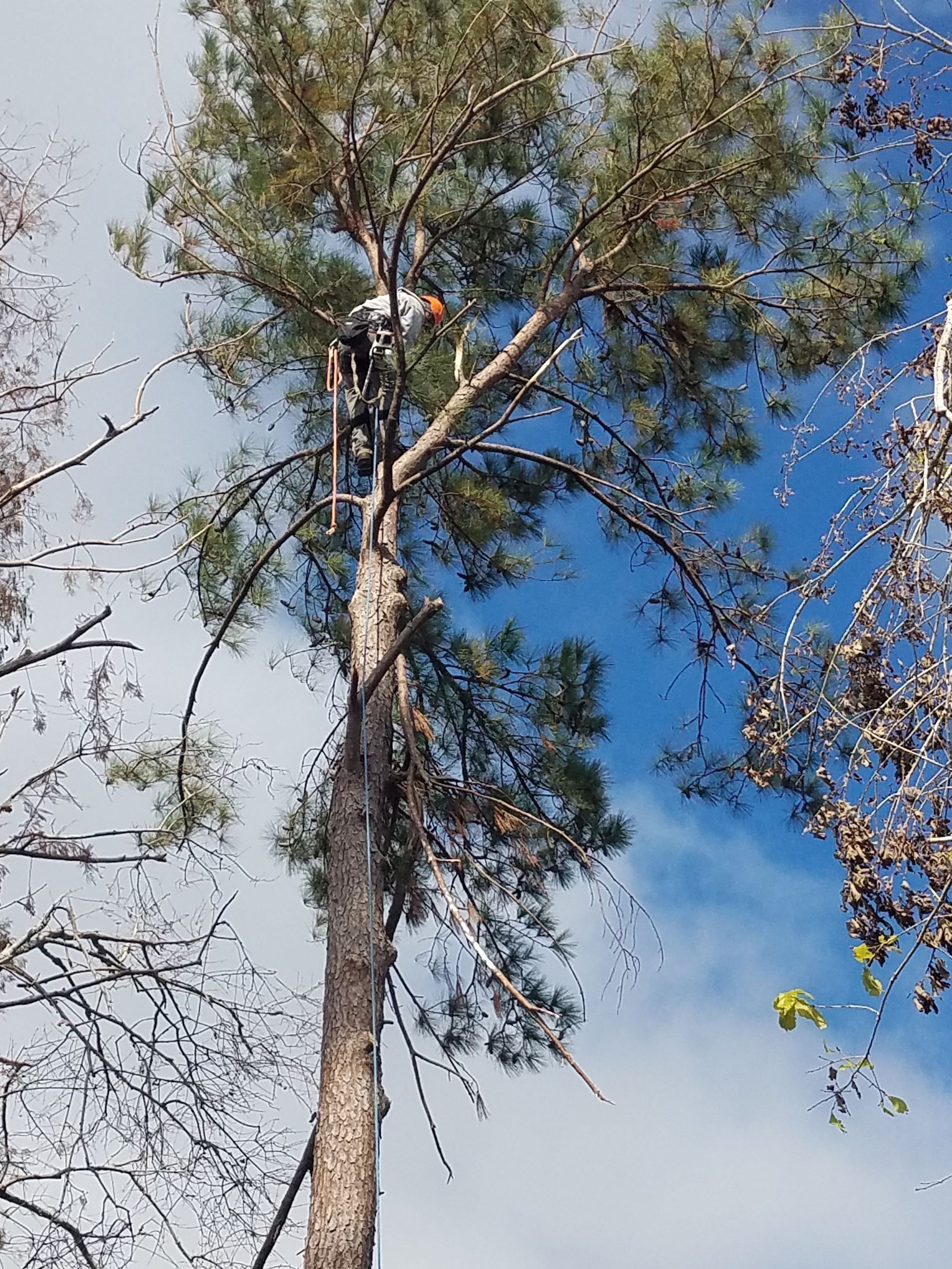 Person in a tree, working with tools against a blue sky.