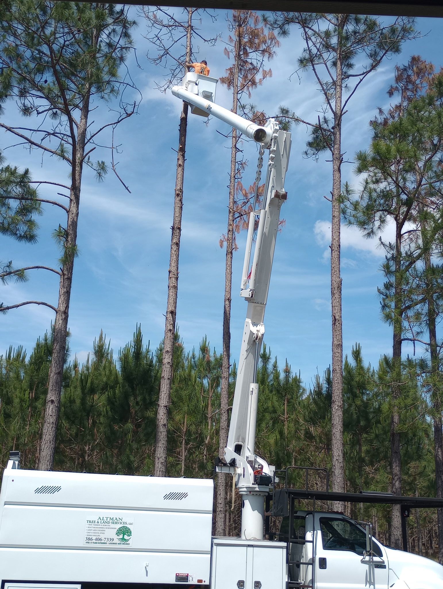 White truck with a tall boom lift trimming tall pine trees against a blue sky.