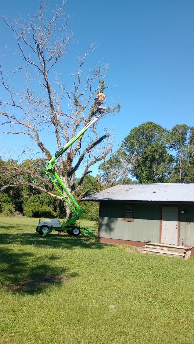 A person in a green lift trims a large tree near a small building on a sunny day.