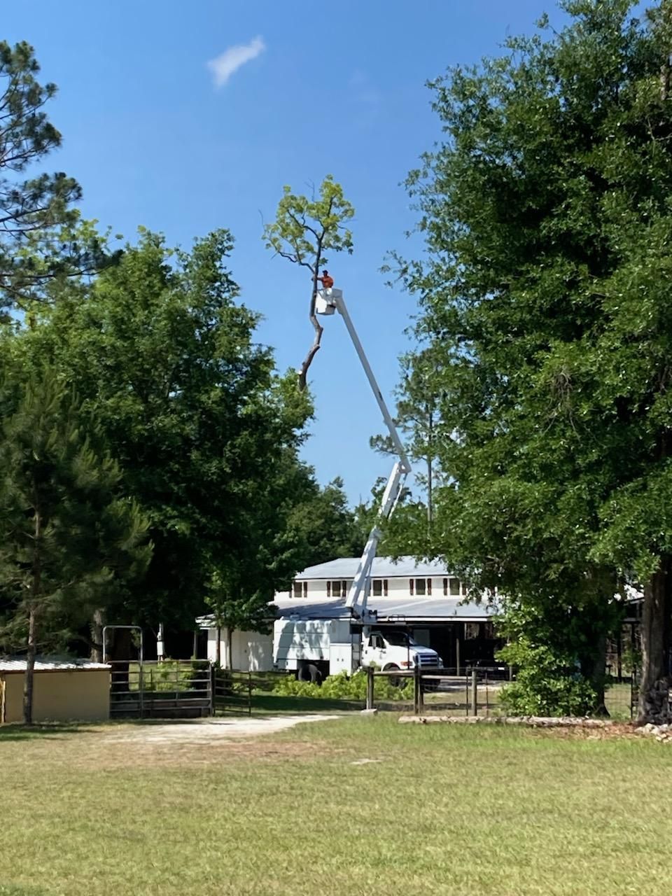 Man in bucket lift trimming a tree in front of a house on a sunny day.