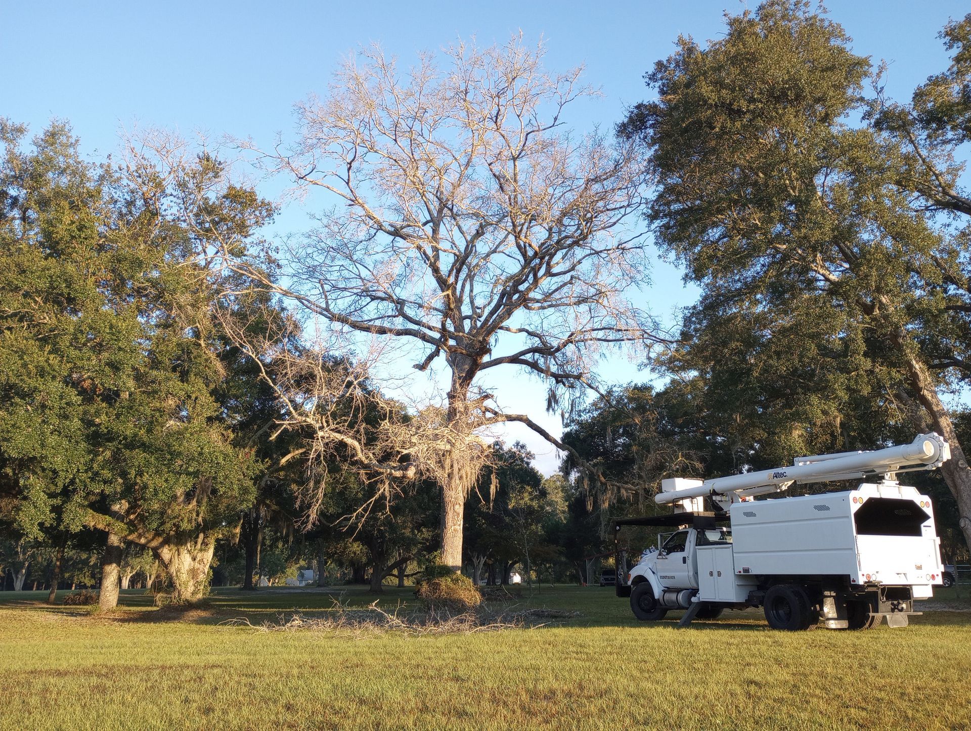 White utility truck parked near a large, bare tree in a grassy field, surrounded by other trees. Blue sky.