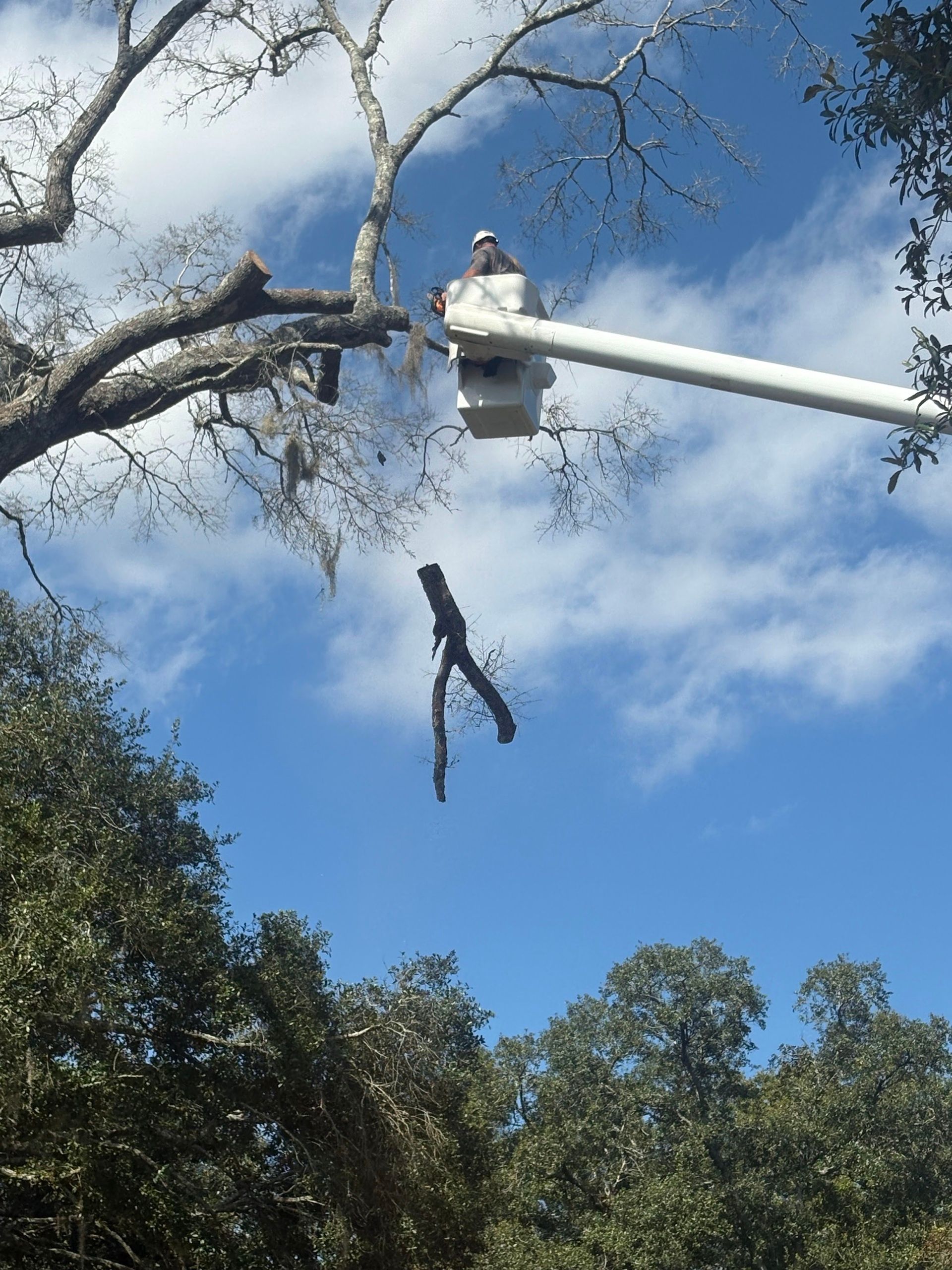 Person trimming a tree branch against a blue sky, surrounded by other trees.