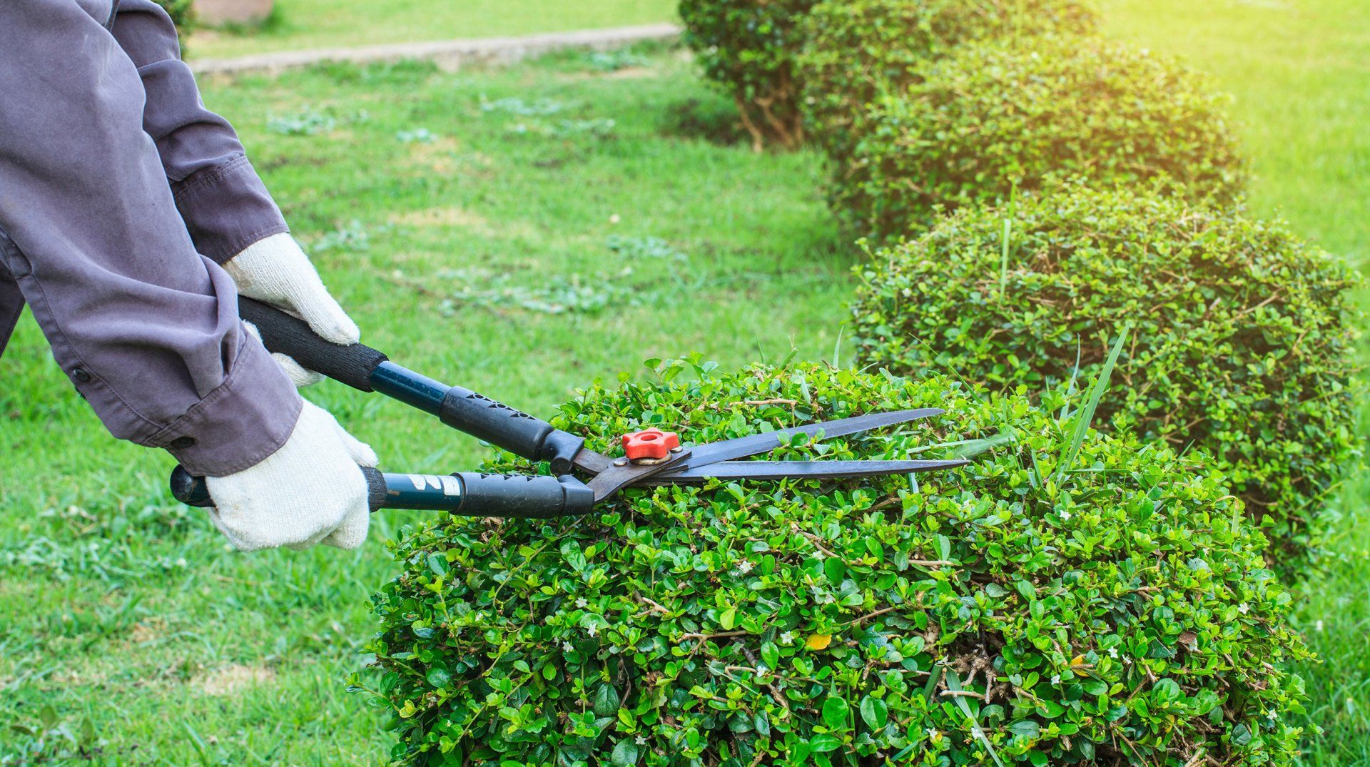 Tree trimming