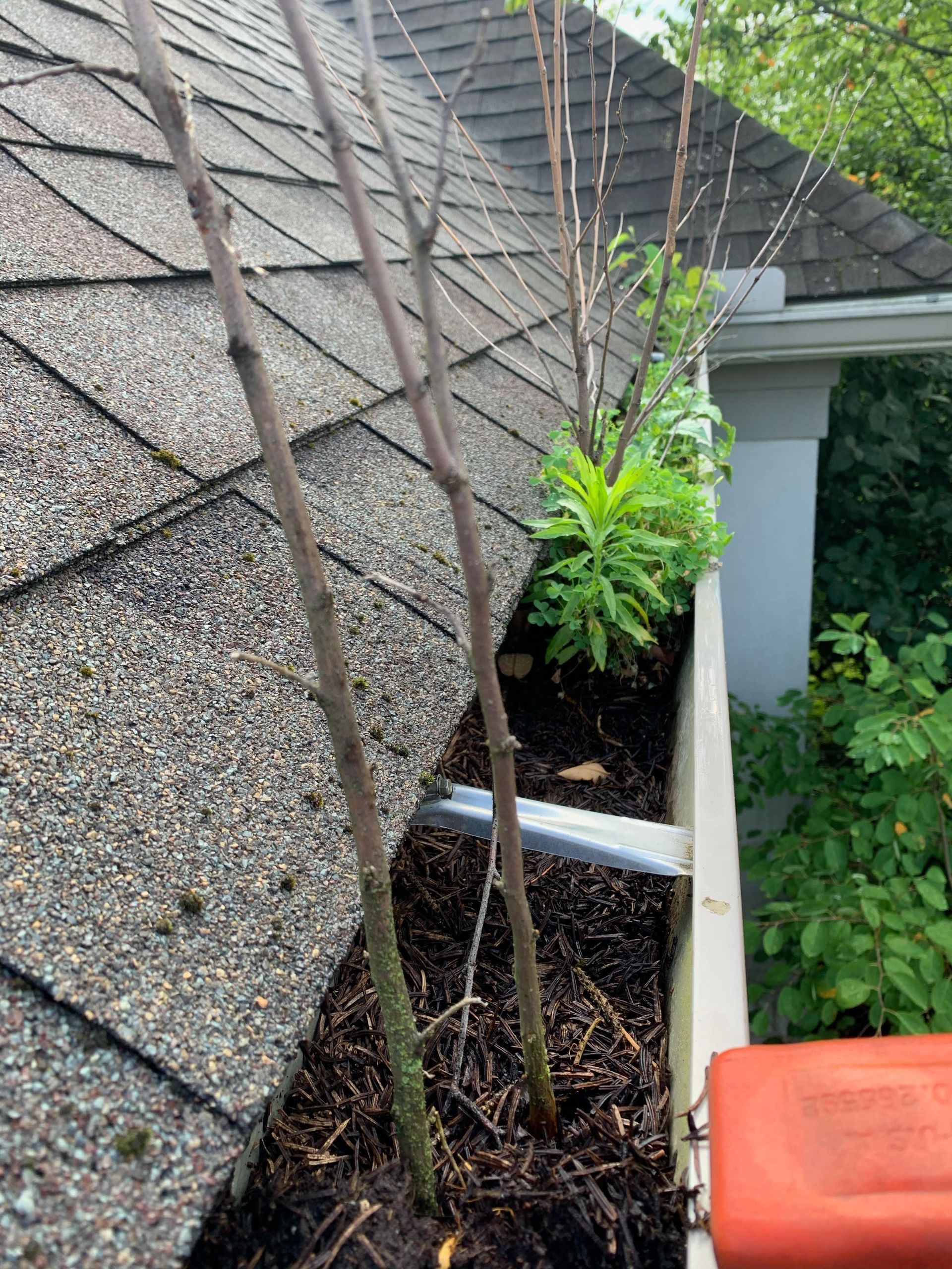 A tree is growing in a gutter on the roof of a house.