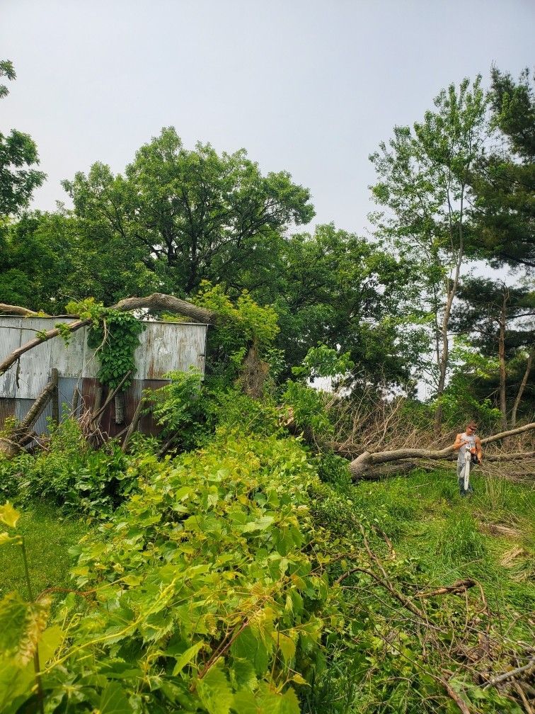 Tree Service | Oregon, IL | Timbermen Tree Service
