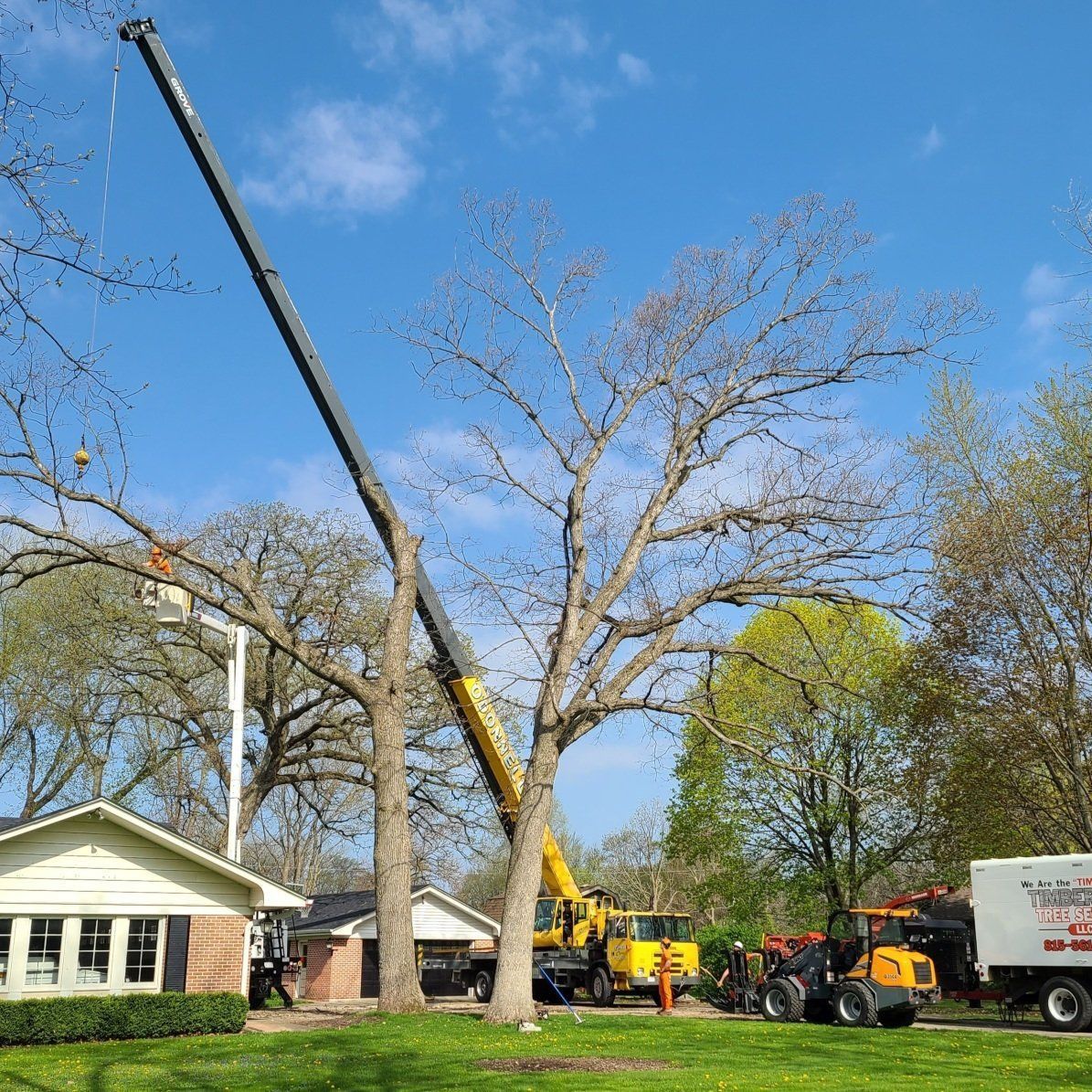 Tree Trimming