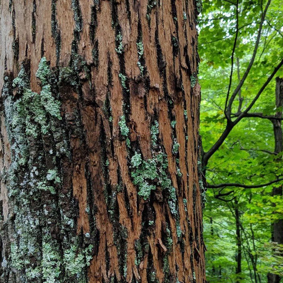 Emerald Ash Borers