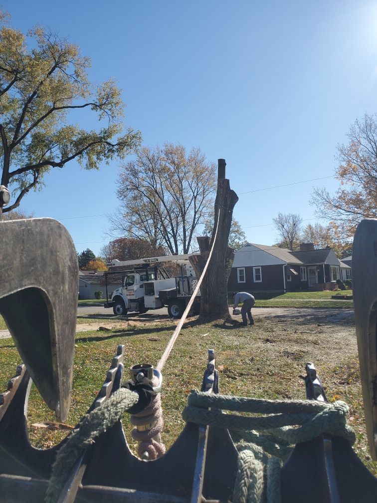 A man is cutting a tree with a chainsaw in a yard.