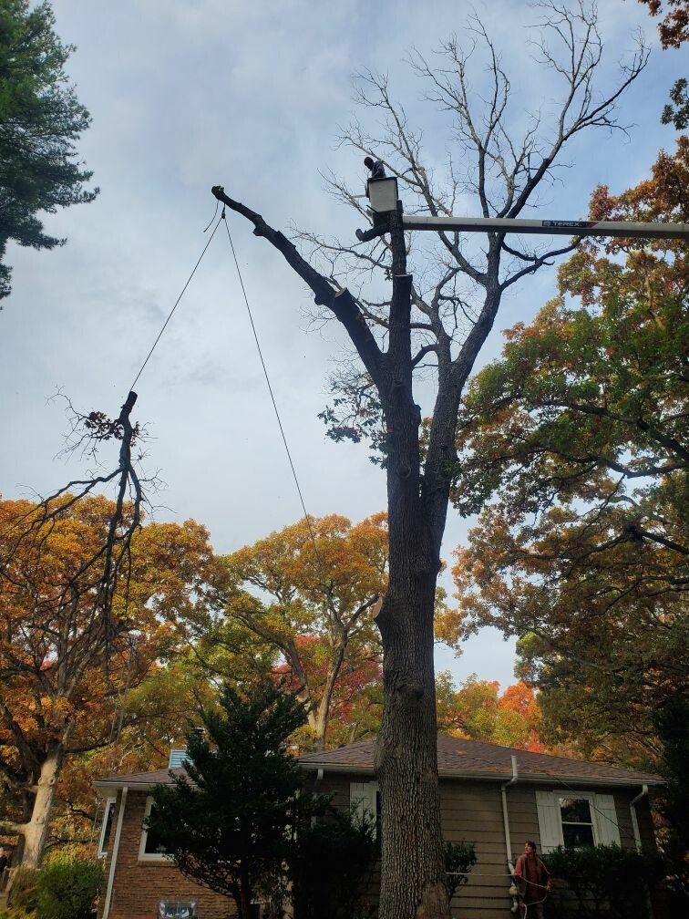 A tree being cut down in front of a house