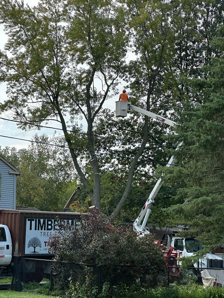 A man is cutting a tree with a crane.