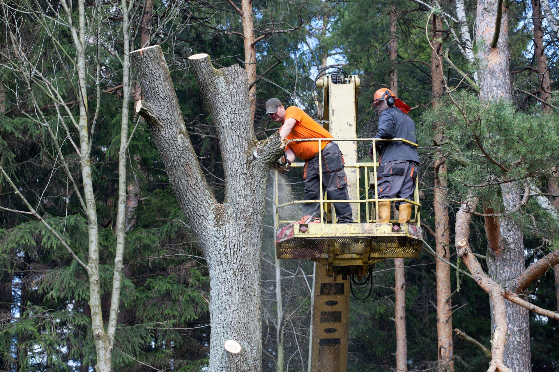 Two workers in a lift platform cutting branches from a tall tree in a forest.