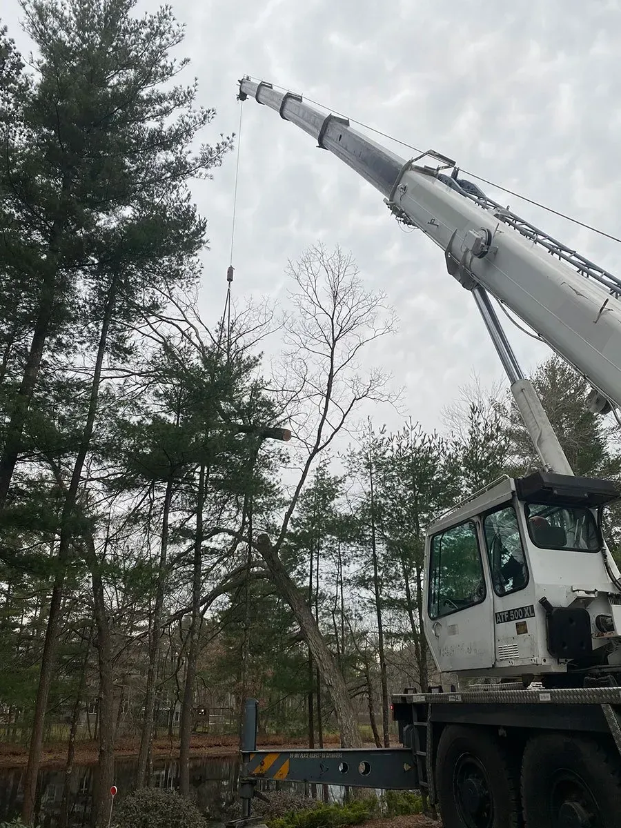 A large white crane is lifting a tree in a wooded area under a cloudy sky.