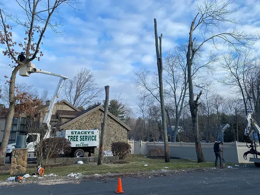 Stacey's Tree Service removing tall trees near a house on a cloudy day. Bucket trucks, workers, and debris visible.