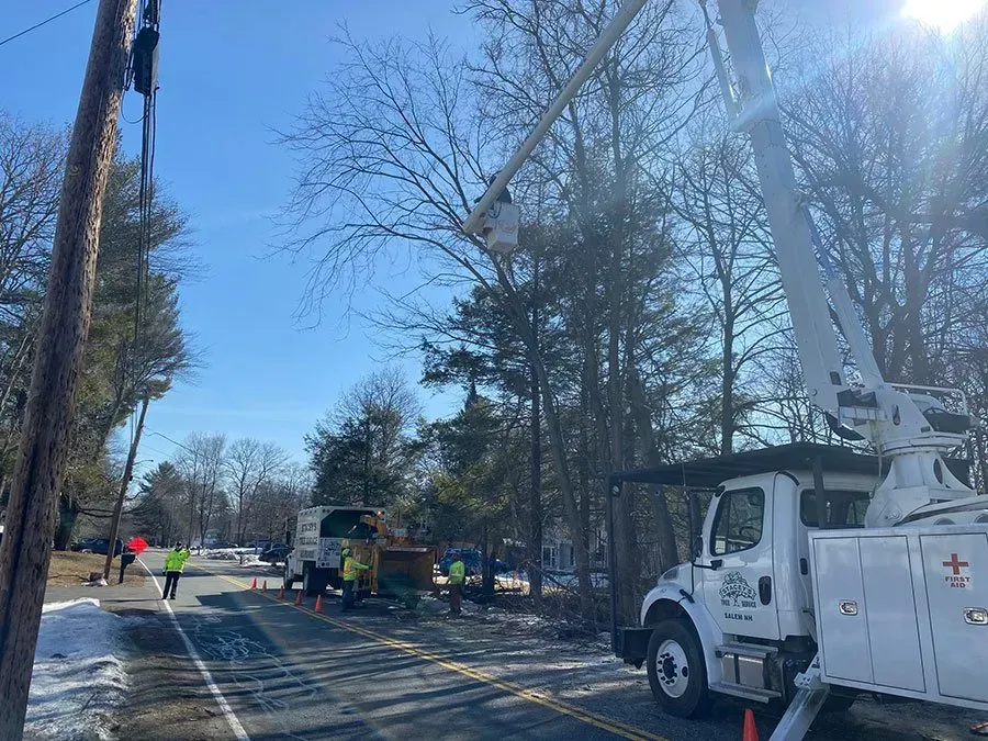 Utility workers trimming tree branches near power lines on a sunny day; bucket truck.
