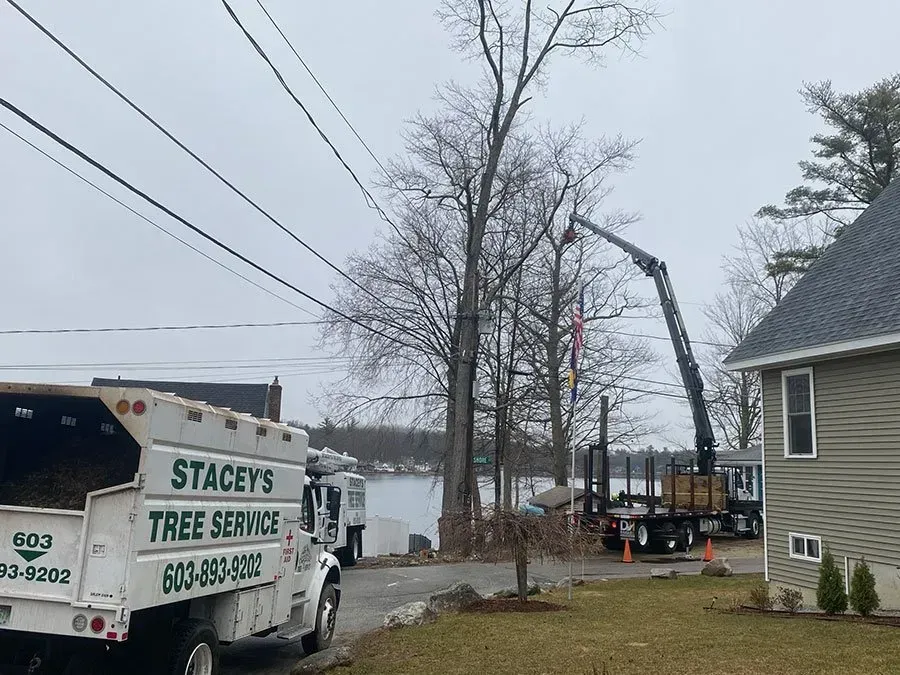 A tree service truck and crane trimming a large tree near a lake.