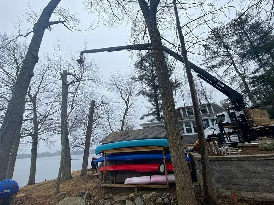 A tree being trimmed by a crane near a lake; kayaks are stacked under a shed.