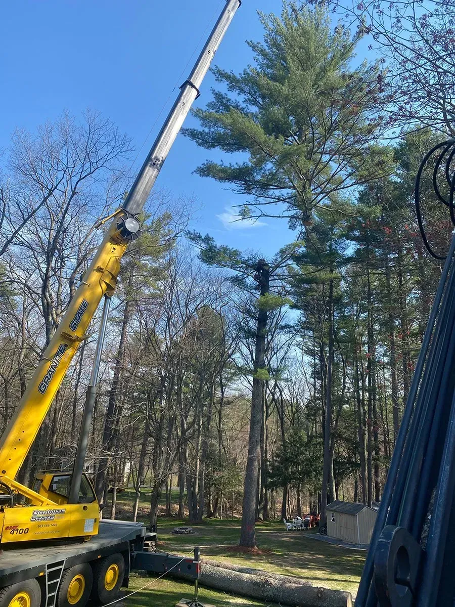A tall pine tree being trimmed by a yellow crane against a blue sky.