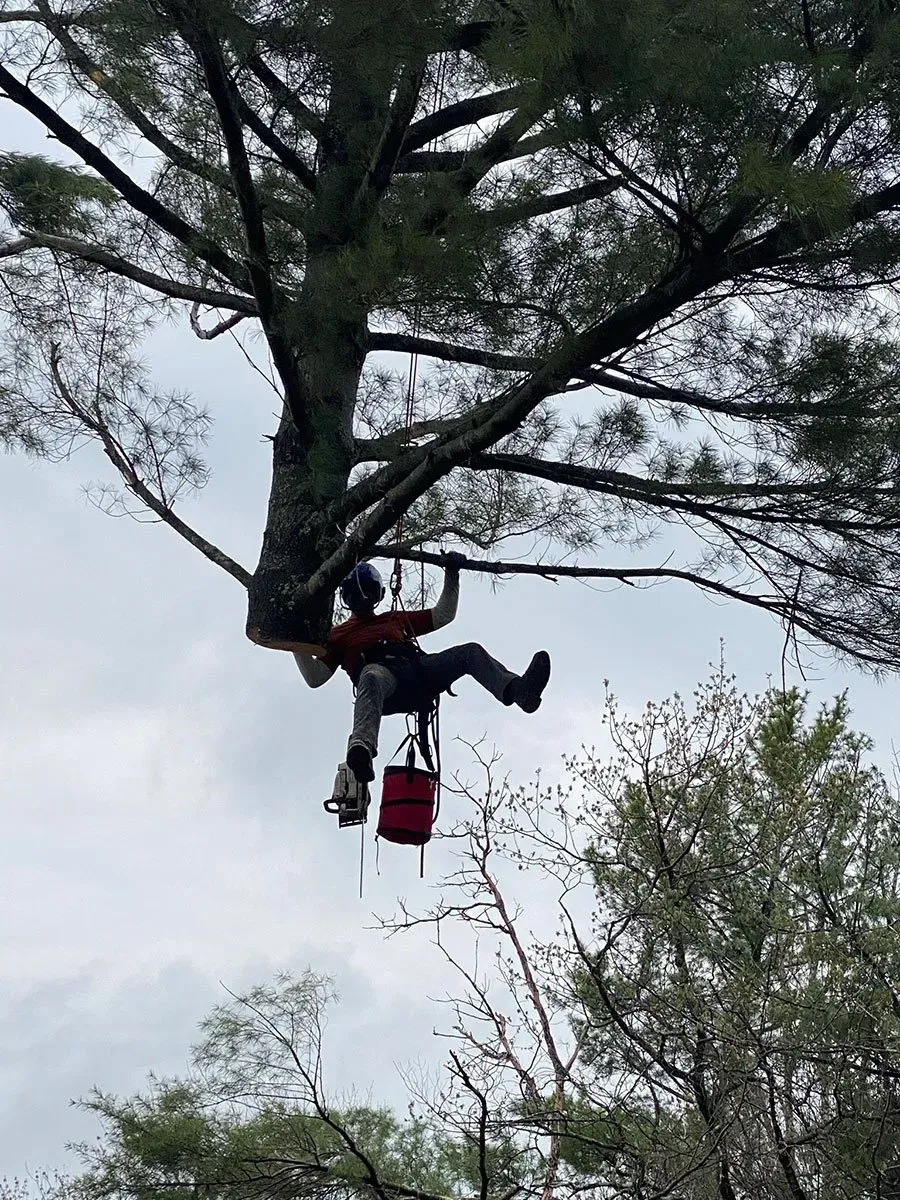 Arborist in a tree, wearing a helmet and harness, trimming branches with a chainsaw.